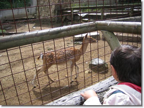 Diapositiva siguiente